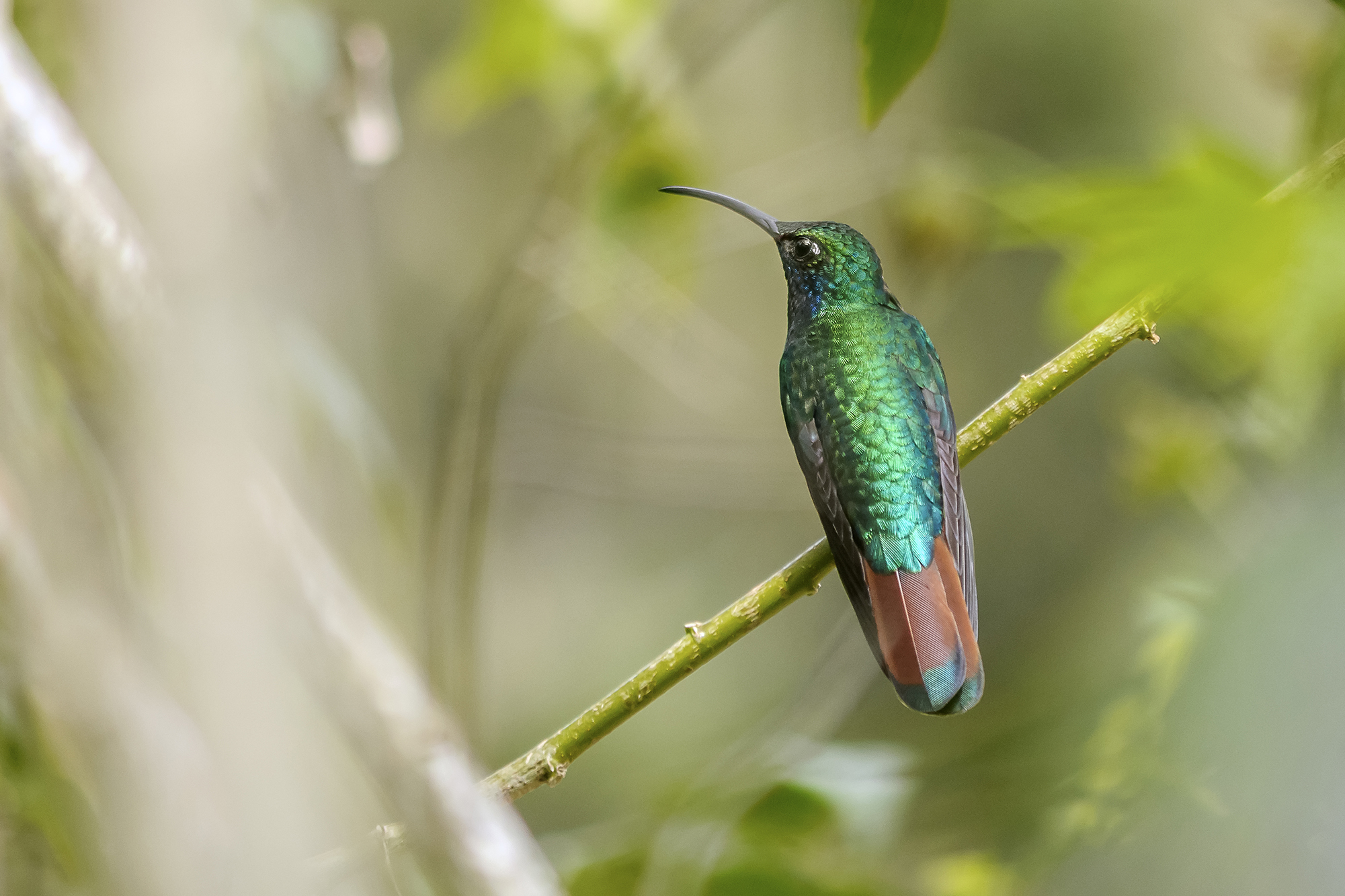 The Hummingbird Web Exclusives