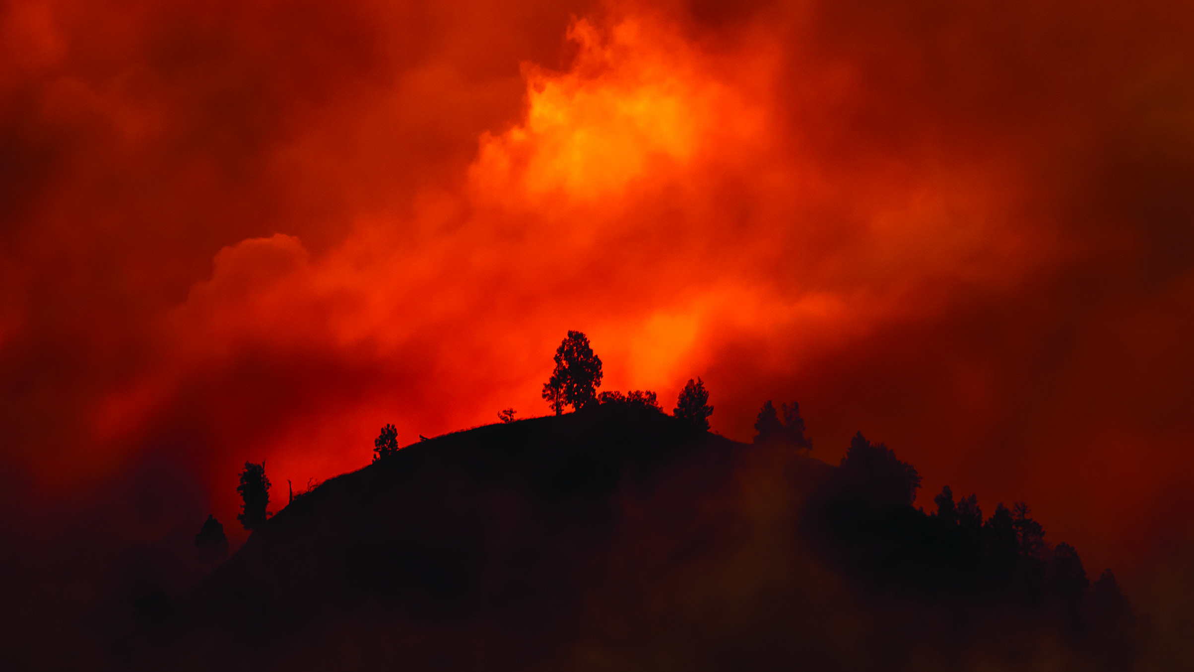 Up from the Ashes
