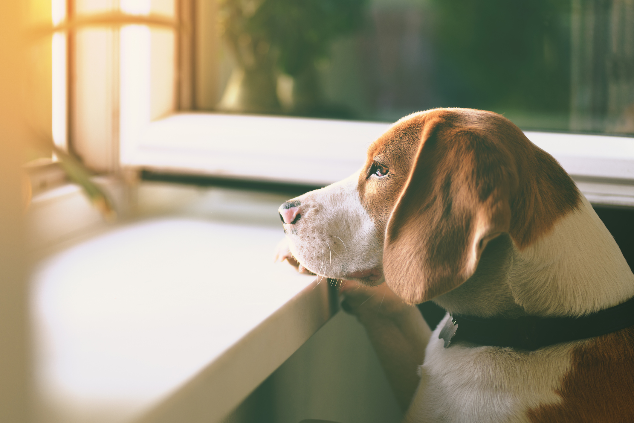 Dog Spelled Backwards Is God Web Exclusives