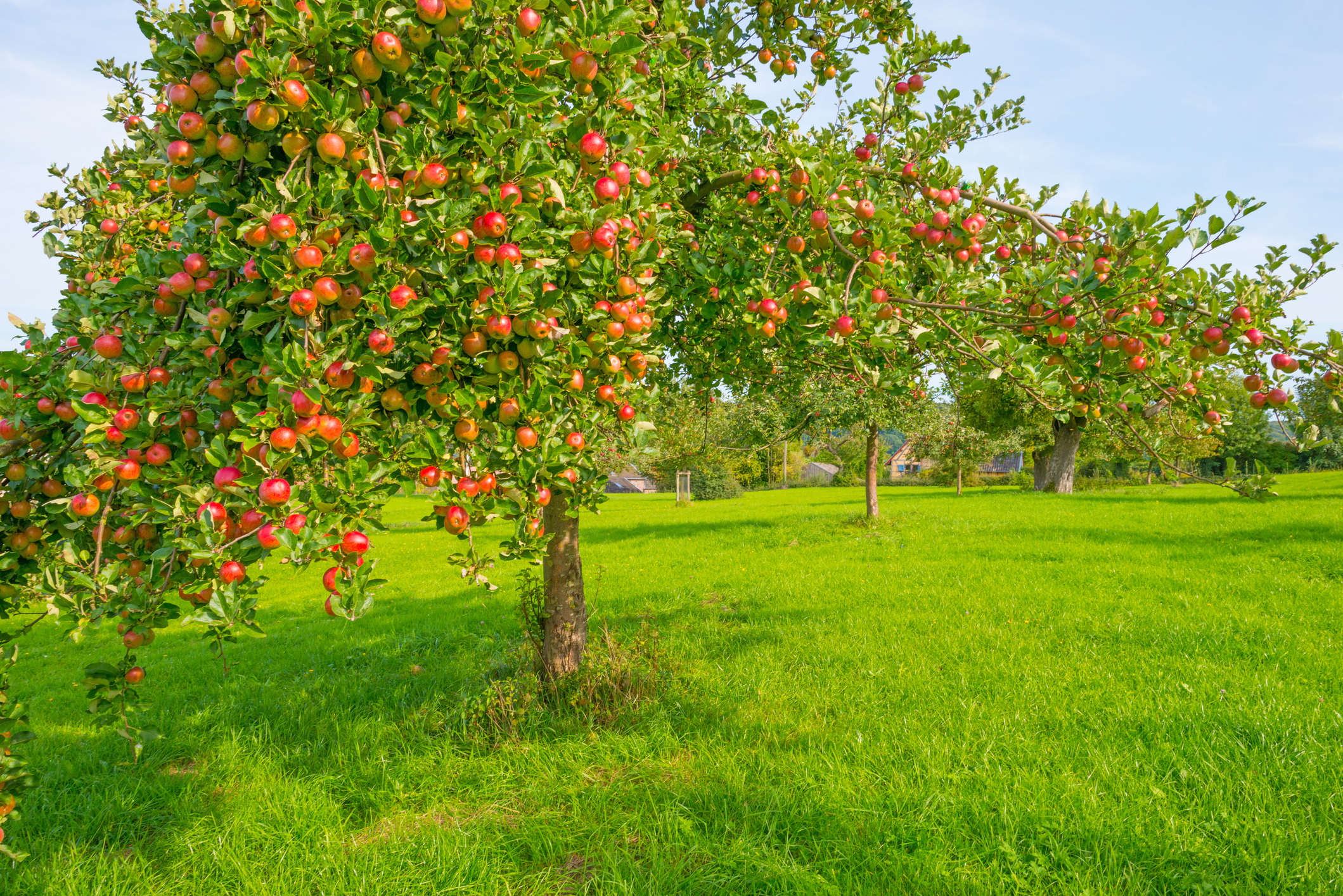 Johnny Appleseed And AA Web Exclusives