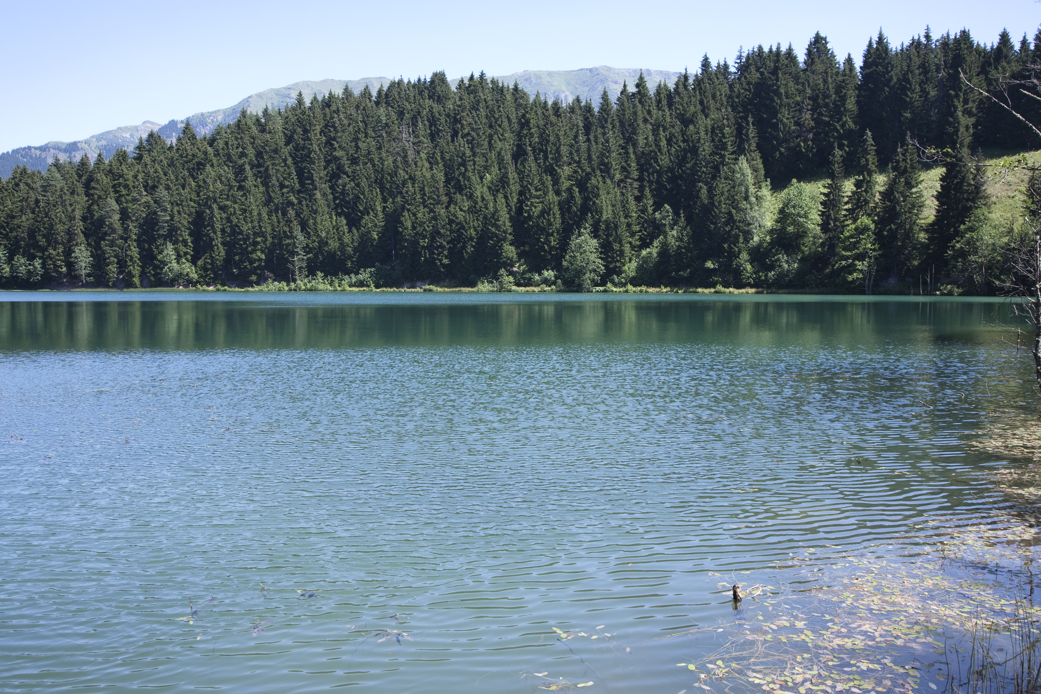 The Lake web Exclusives