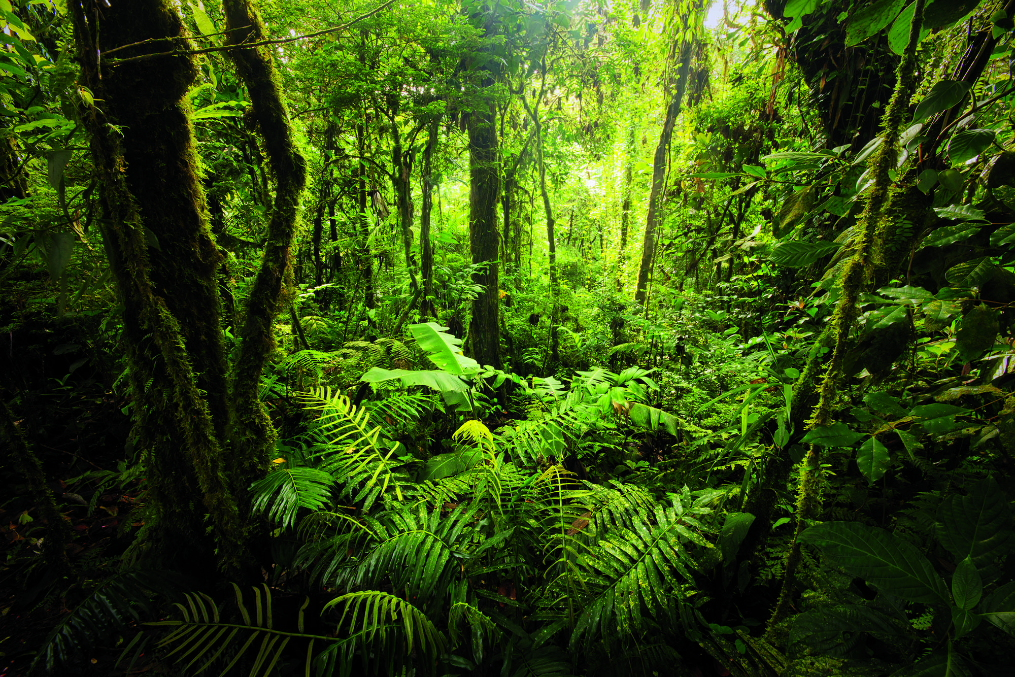 Welcome to the jungle