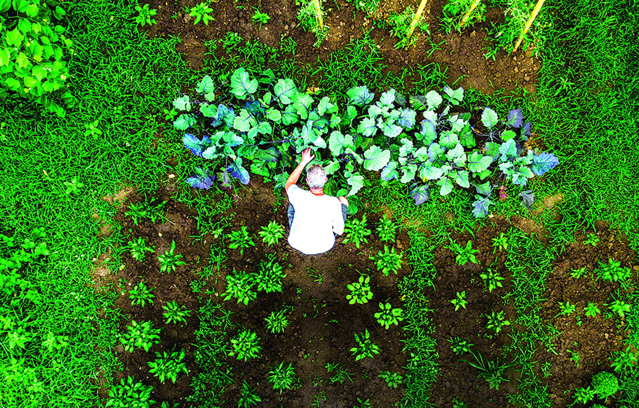 Harvesting Kindness