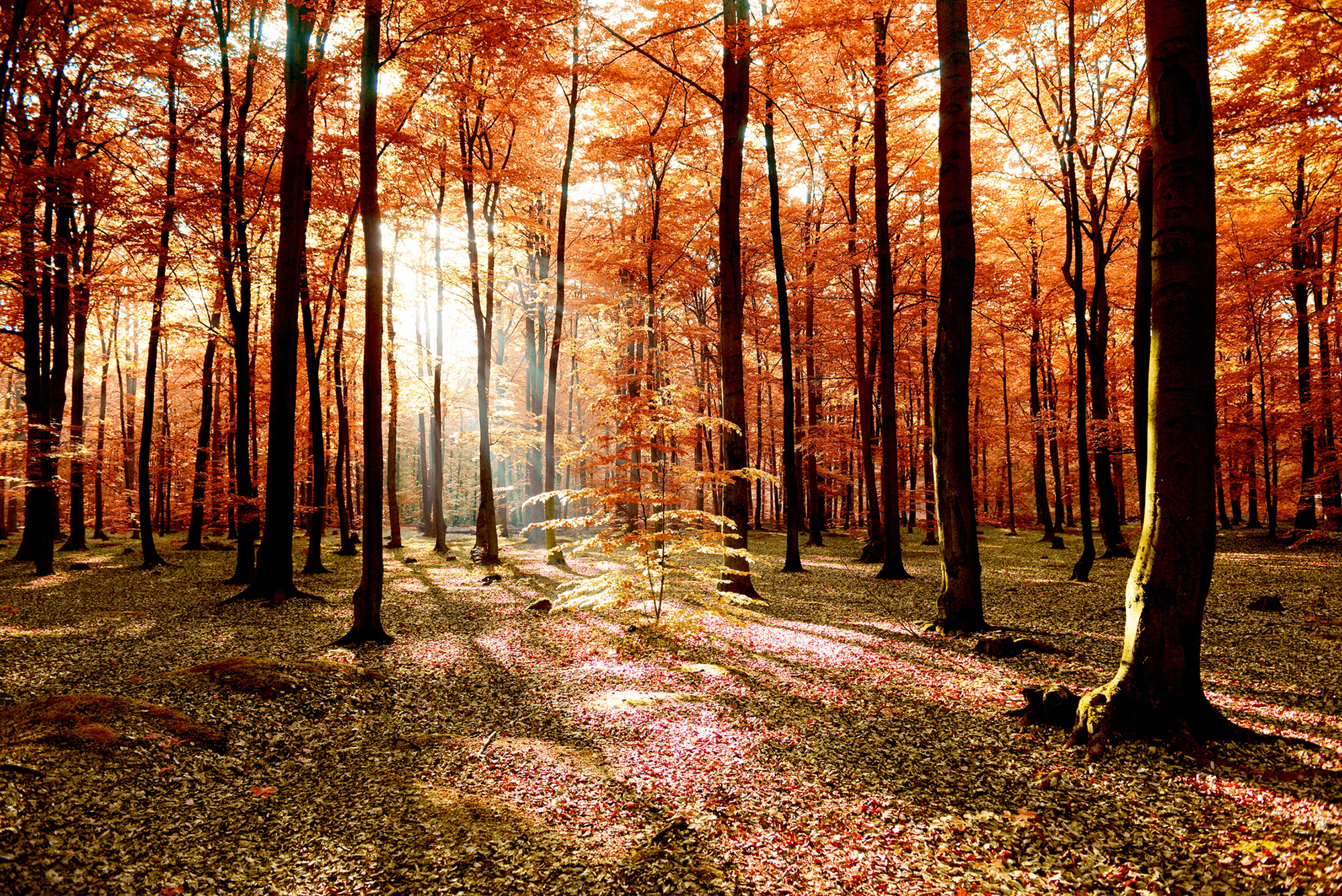 One Beautiful Sunny Day Web Exclusives