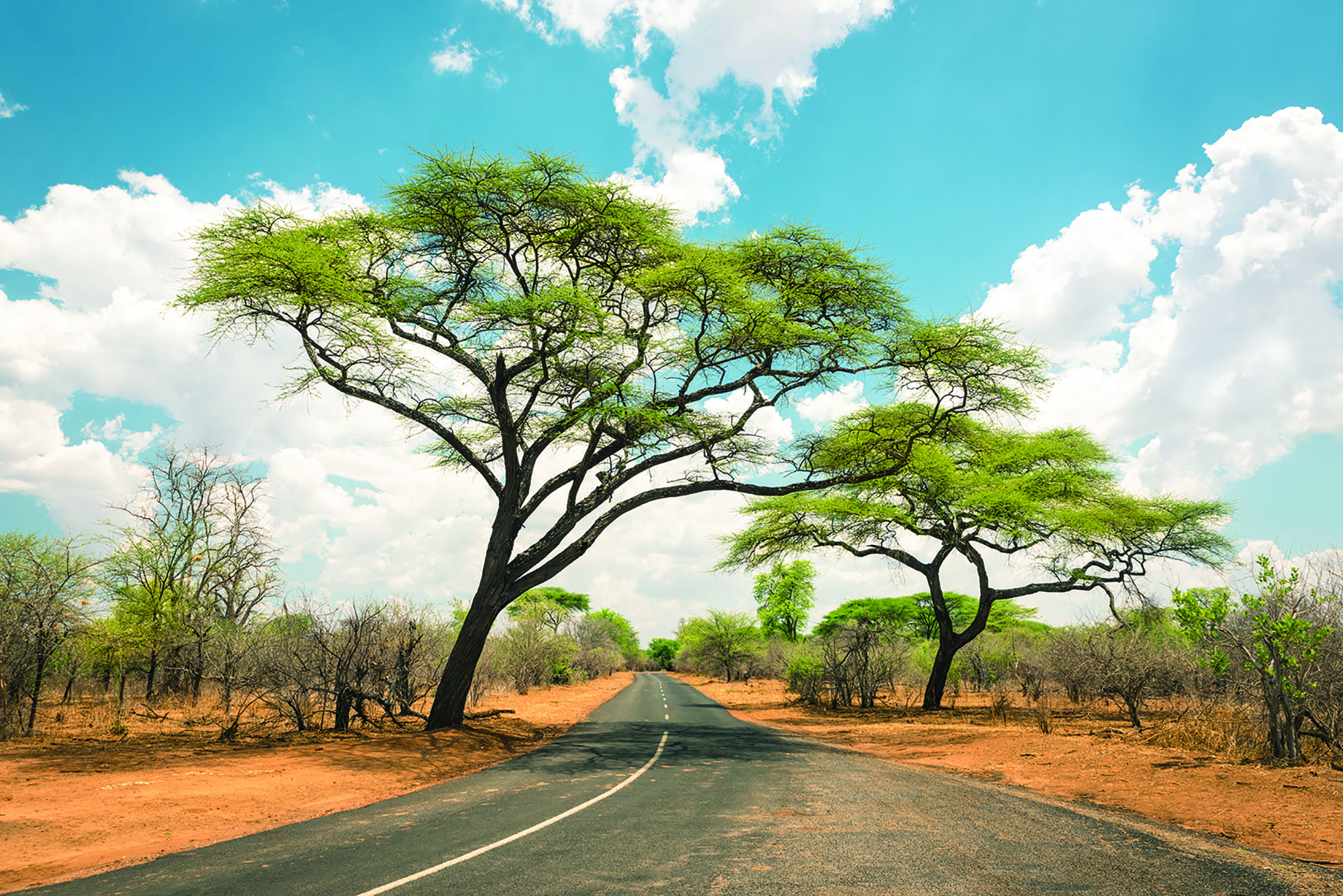 Planting Seeds in Kenya