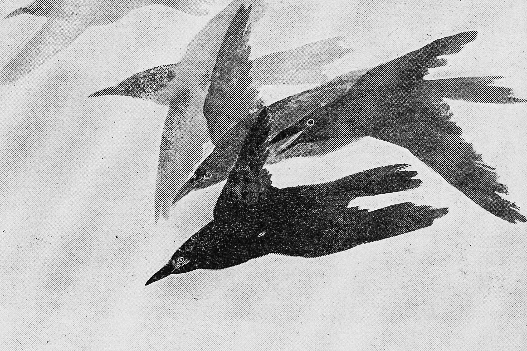 Taking Flight