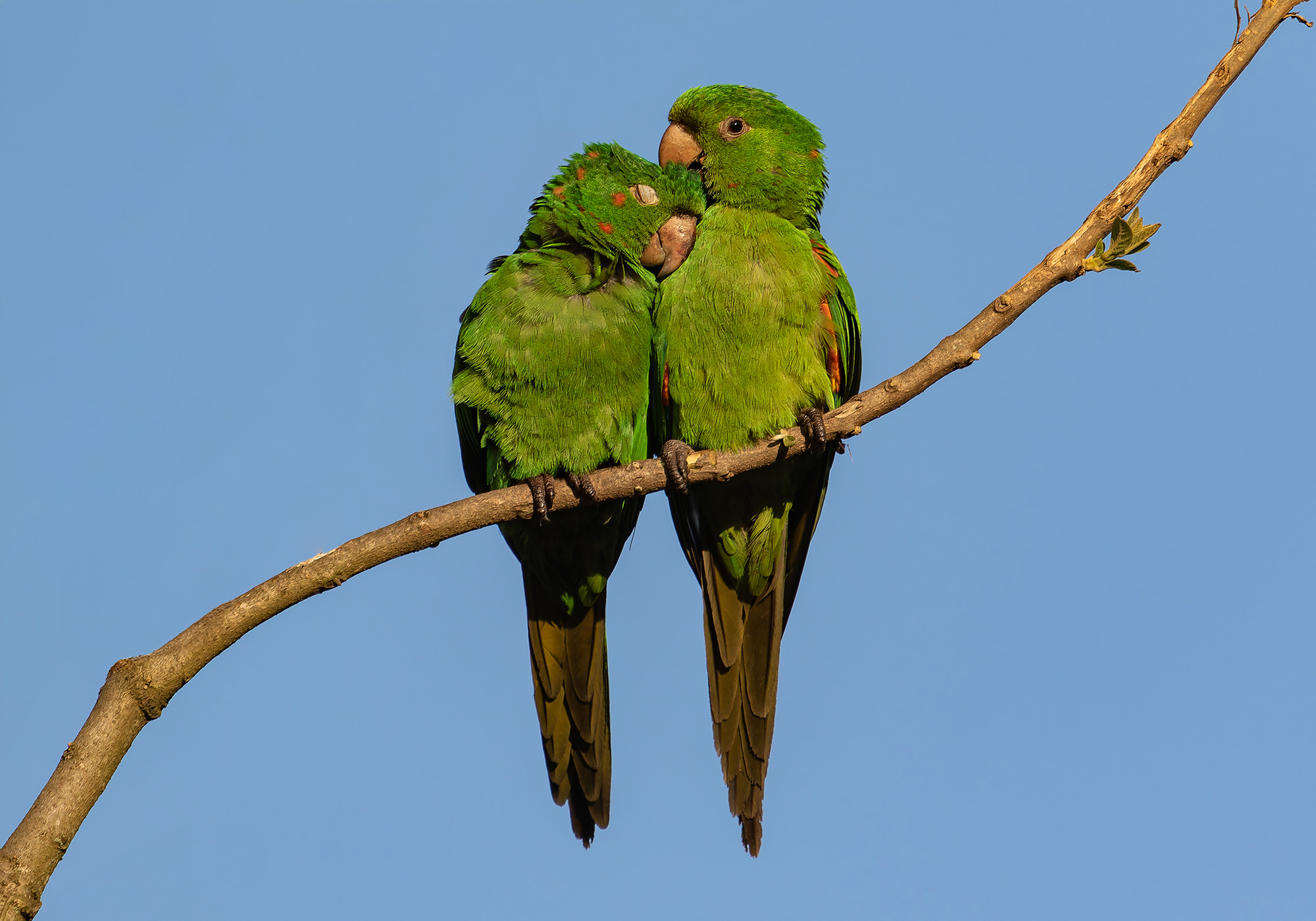 Matchmaker