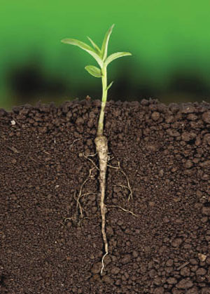 A Planted Seed 