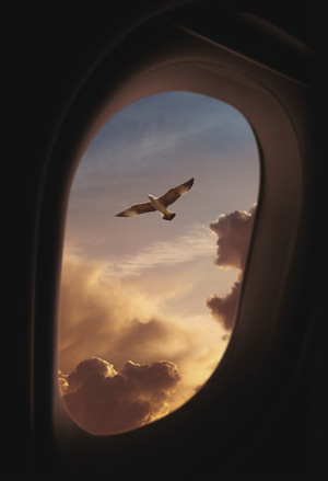 Pilot