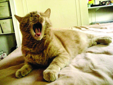 Cat Power