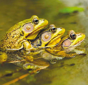 Frog Cottage