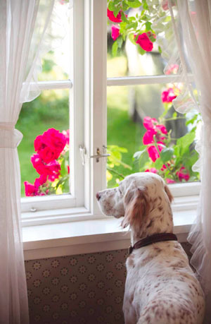 No House, No Dog