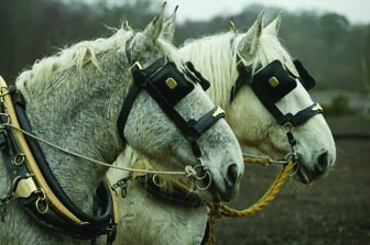 Off with the Blinders