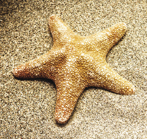 starfish