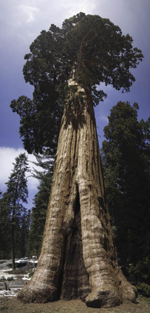 Still Standing Tall