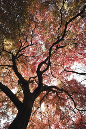 tree