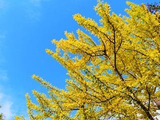 Under the Ginko Tree