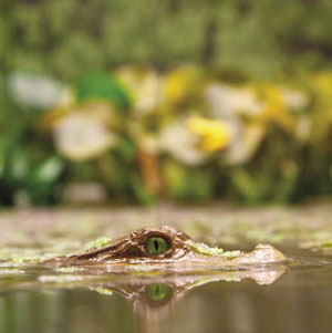 aligator