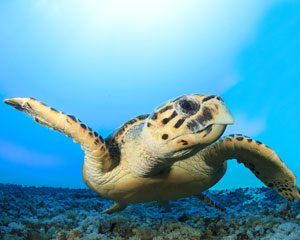 Finding Turtles