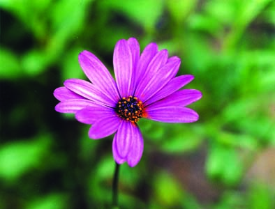 January 2011 Audio: The Imperfectionist