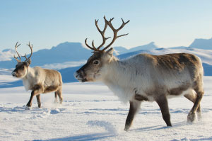 Middle of the Herd 